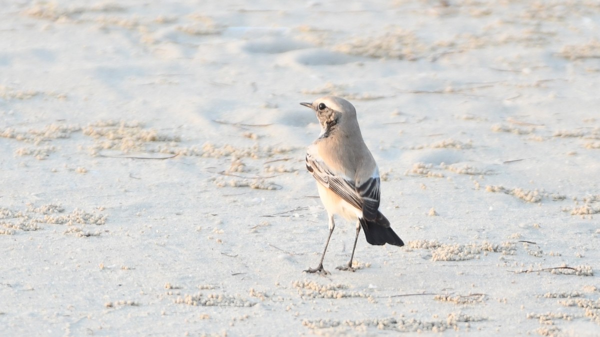 Desert Wheatear - ML188854801