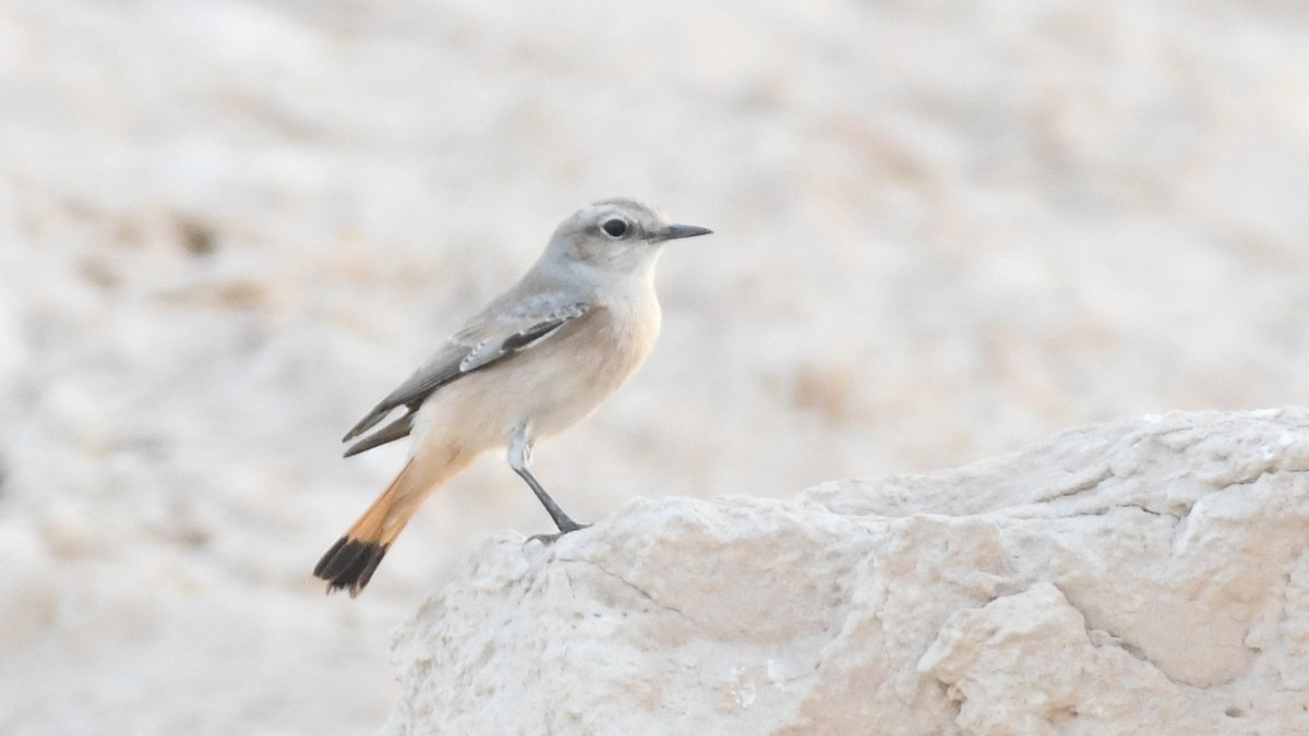 Persian Wheatear - ML188854821