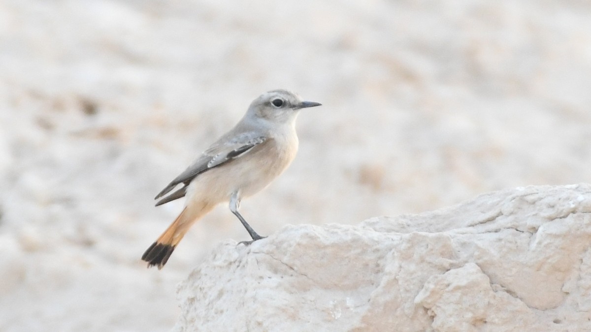 Isabelline Wheatear - ML188854821