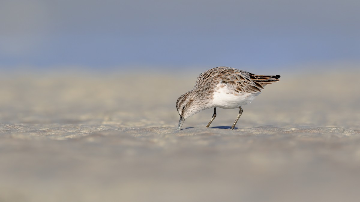 Broad-billed Sandpiper - Chris Young