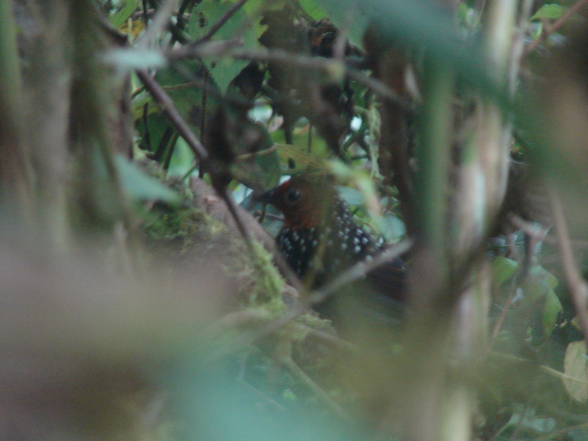 Ocellated Tapaculo - ML188856331