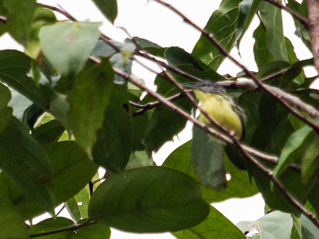 Yellow-throated Antwren - ML188858681