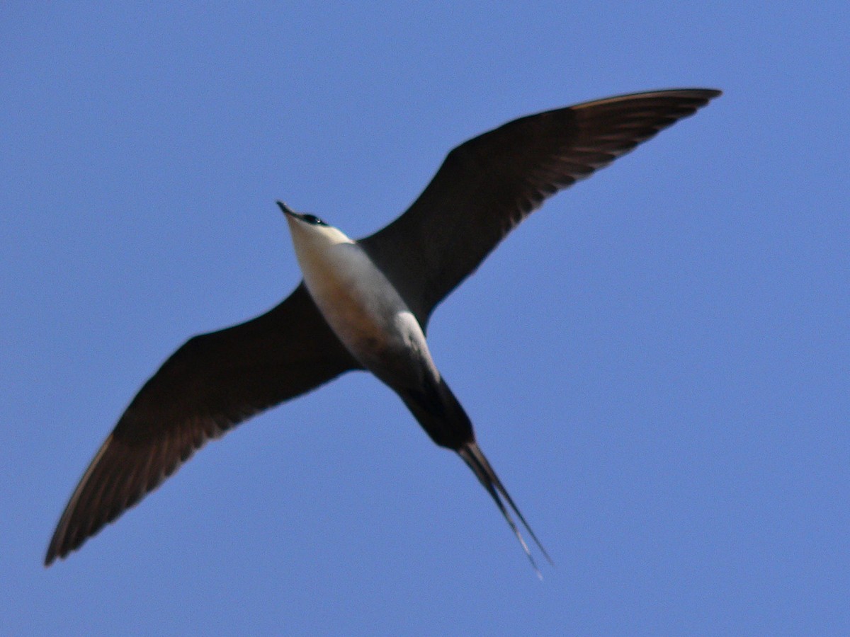 Long-tailed Jaeger - Paul Suchanek