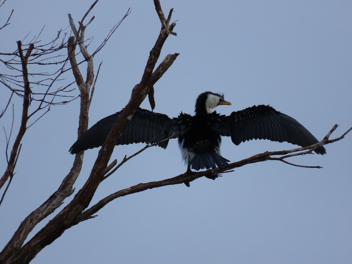 Little Pied Cormorant - ML188860541