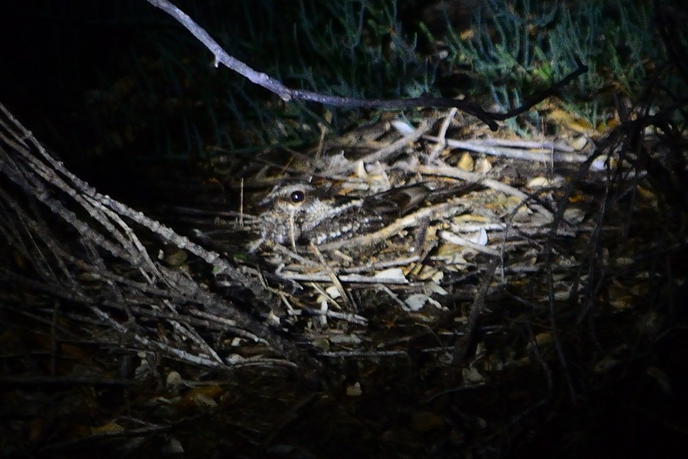Little Nightjar - ML188860671