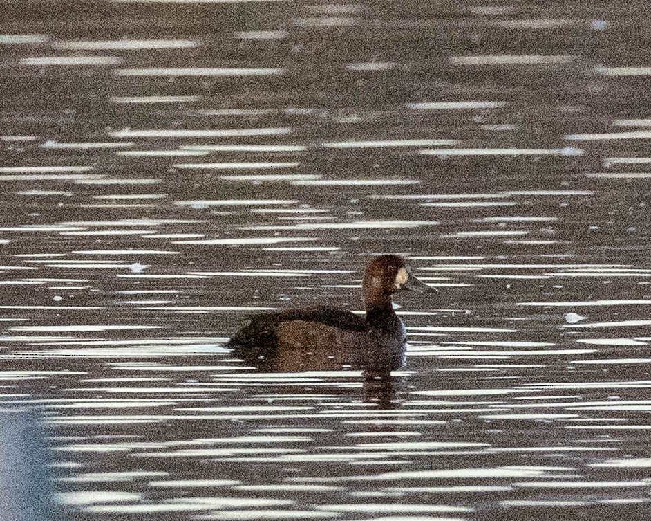 Greater Scaup - Diane Davies
