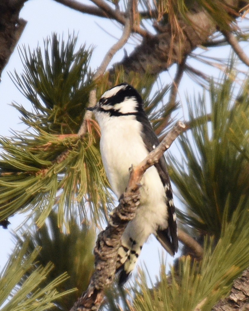 Downy Woodpecker (Rocky Mts.) - ML188862231