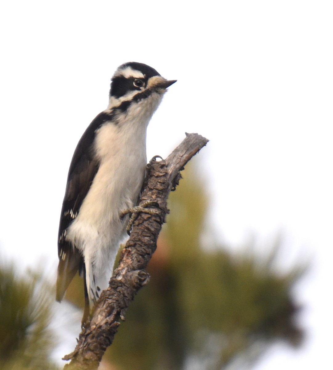 Downy Woodpecker (Rocky Mts.) - ML188862241