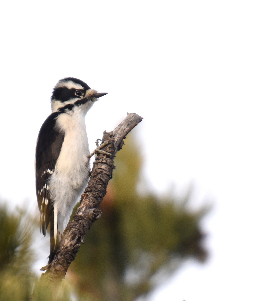 Downy Woodpecker (Rocky Mts.) - ML188862251