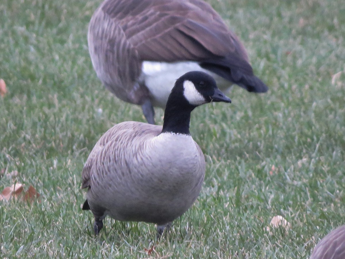 Cackling Goose - ML188862601