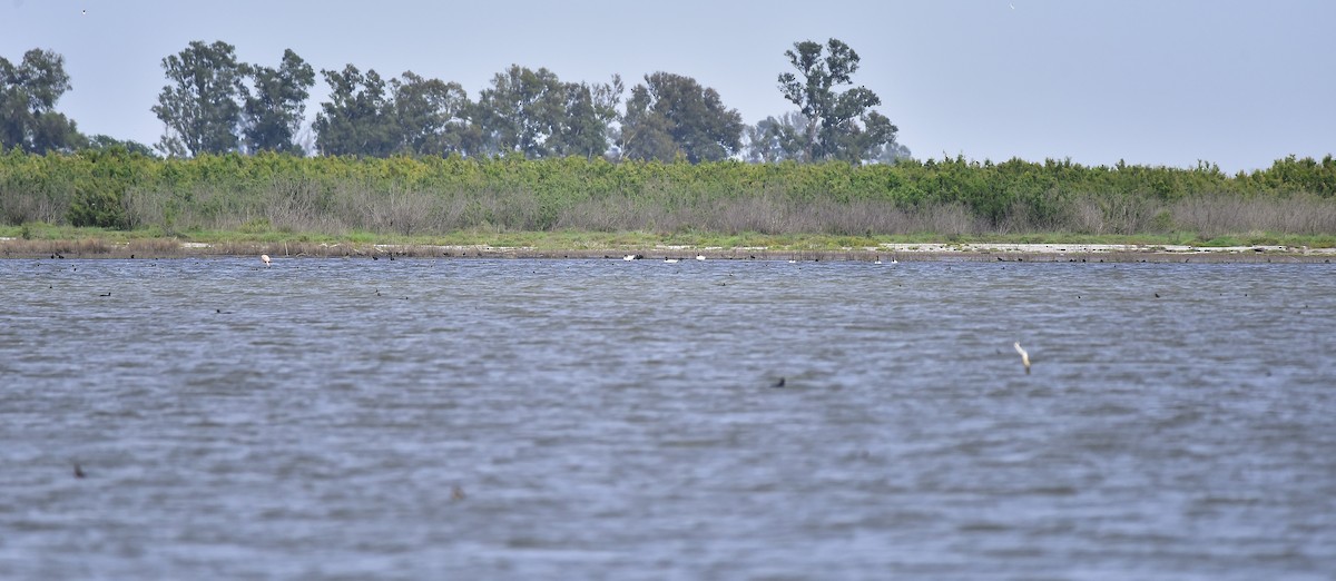 Black-necked Swan - ML188863061