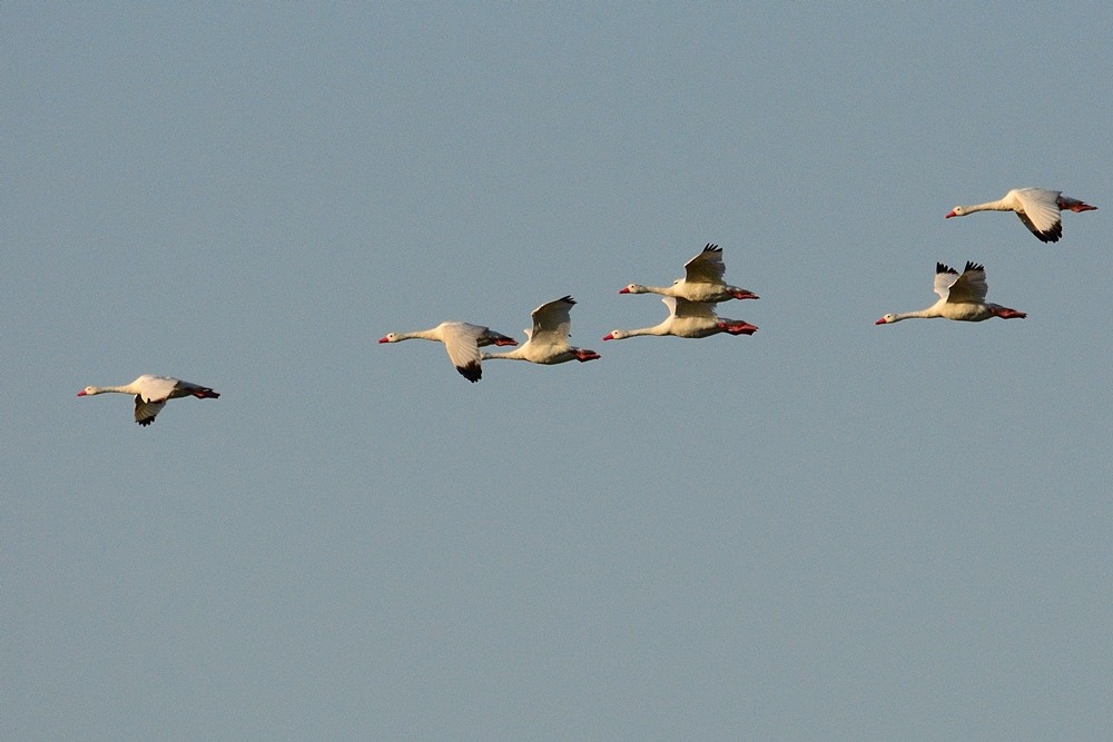 Coscoroba Swan - ML188863791