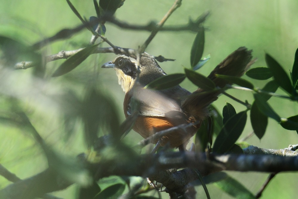 Olive-crowned Crescentchest - Aníbal Domaniczky  CON CONA Caracara