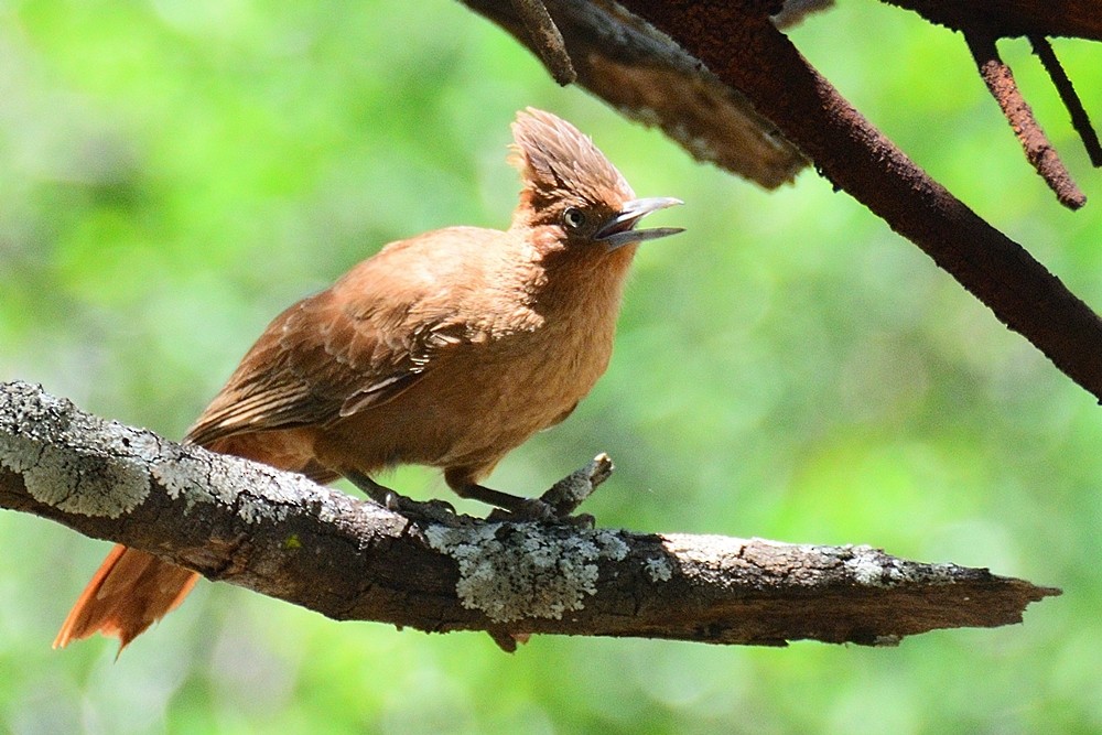 Brown Cacholote - ML188864221