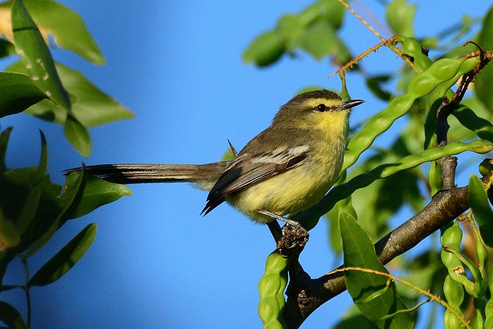 Greater Wagtail-Tyrant - ML188864291