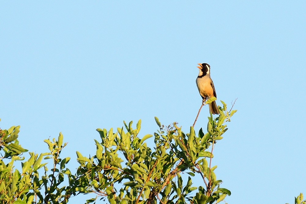 Golden-billed Saltator - ML188864371