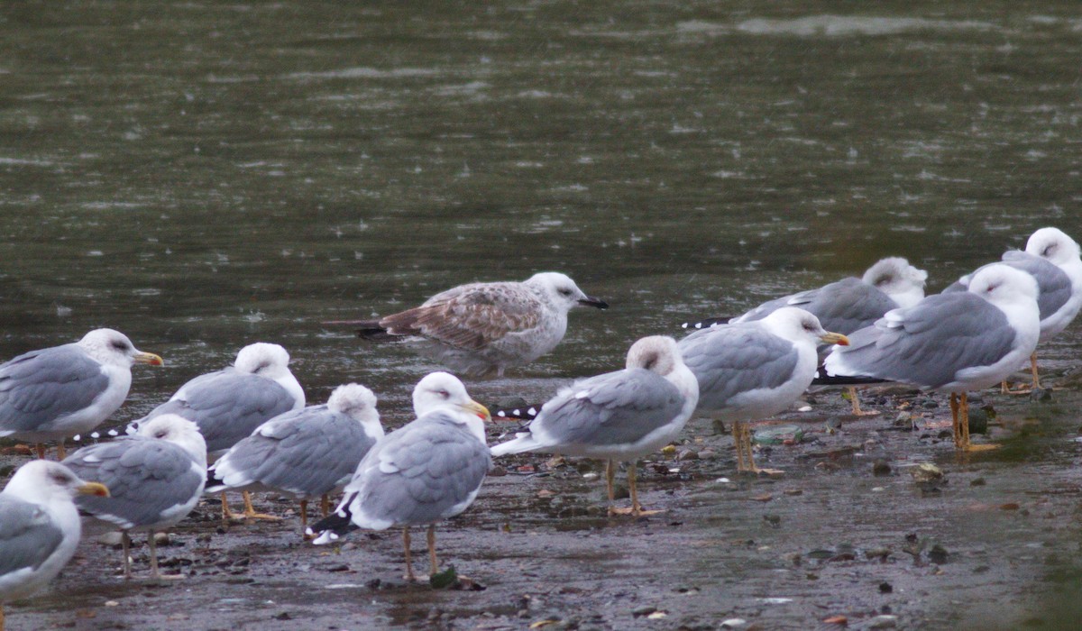 Caspian Gull - Strahil Peev