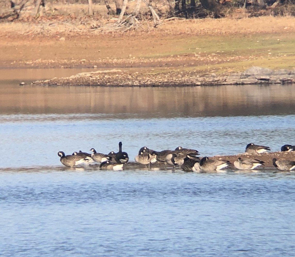 Казарка мала - ML188864791