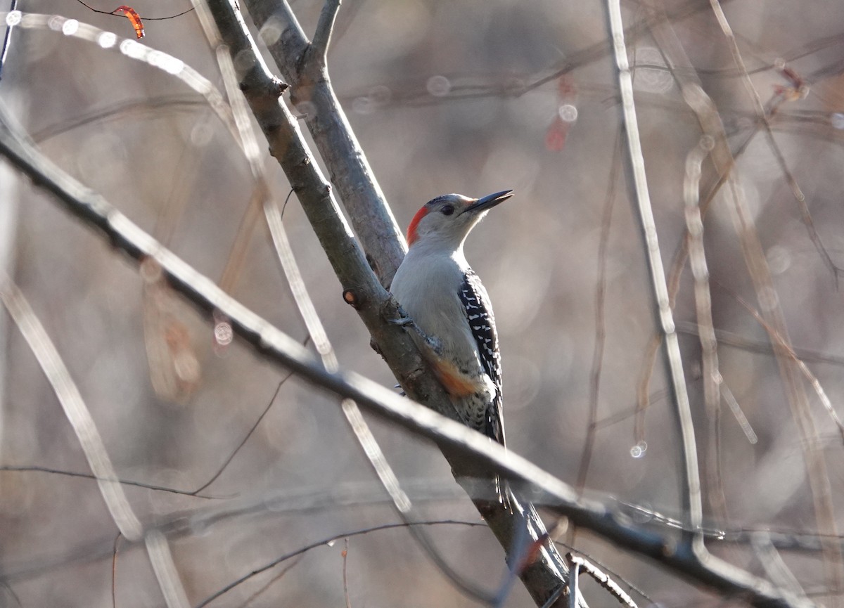 Red-bellied Woodpecker - ML188866071