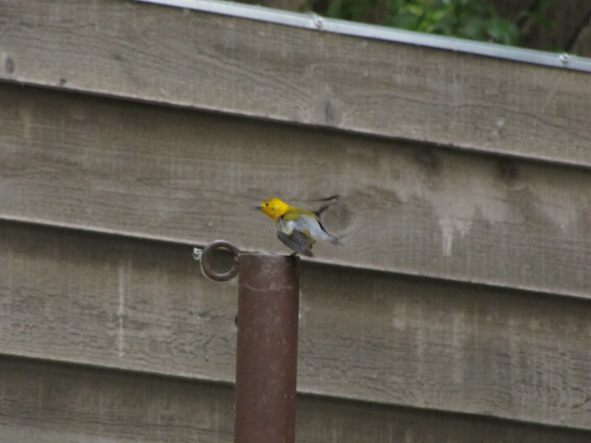 Prothonotary Warbler - ML188866611