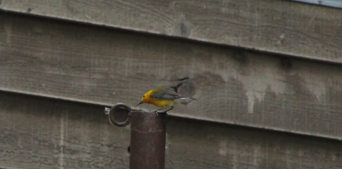 Prothonotary Warbler - ML188866621