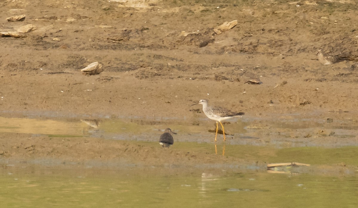 Lesser Yellowlegs - ML188866881