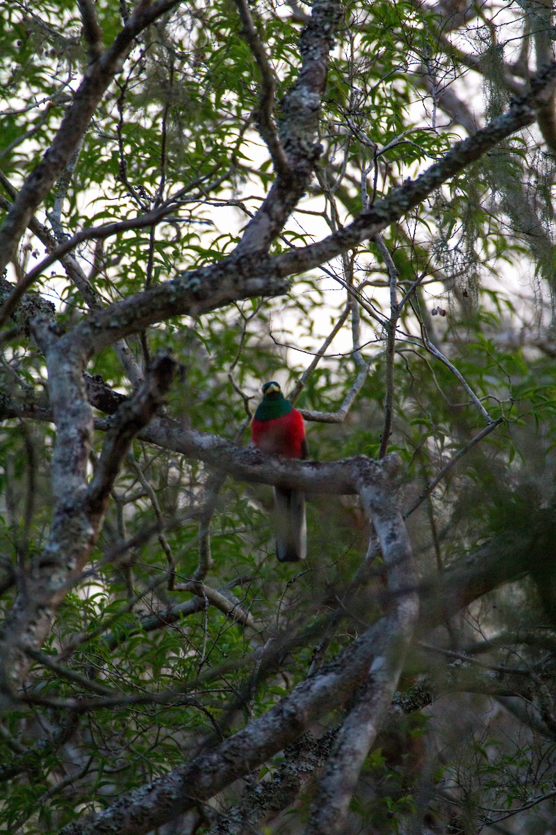 Narinatrogon - ML188867881