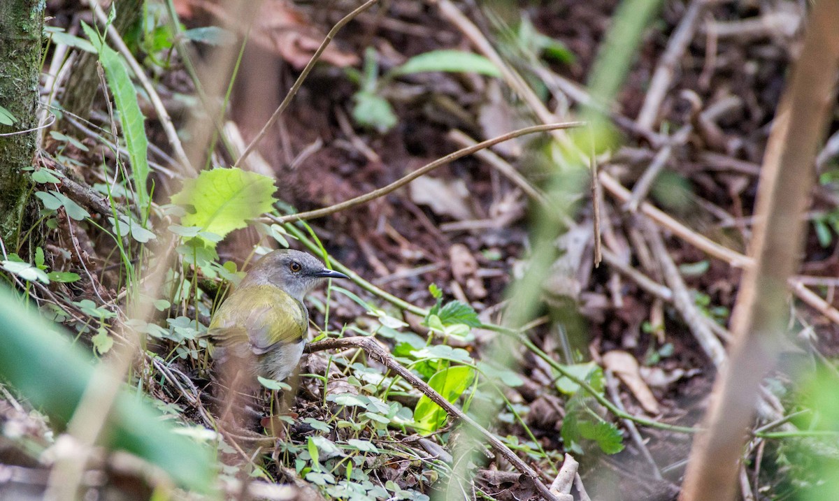 Grünmantel-Bogenflügel - ML188868101