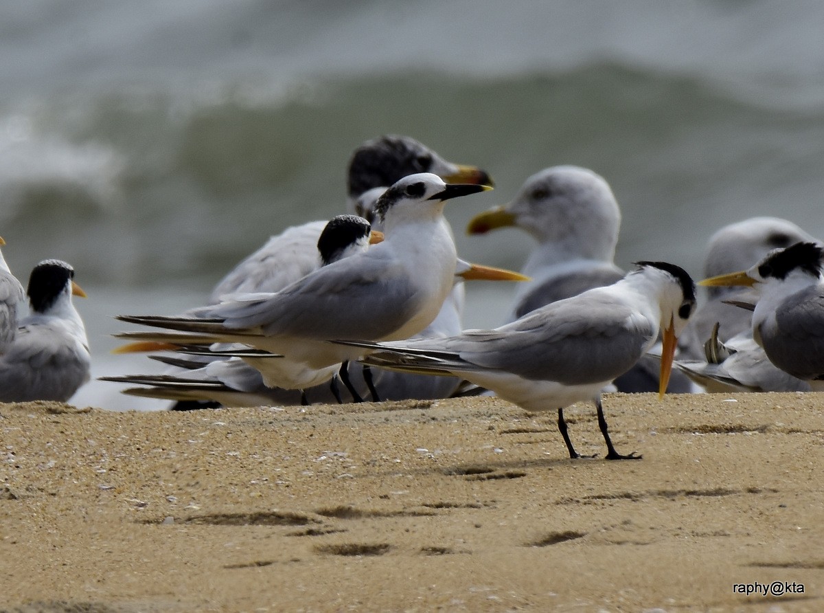 Sandwich Tern - ML188868341