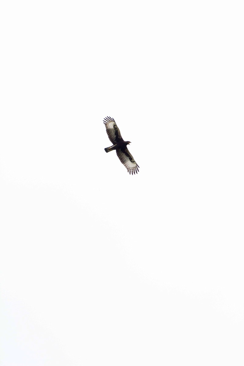 Schopfadler - ML188868371