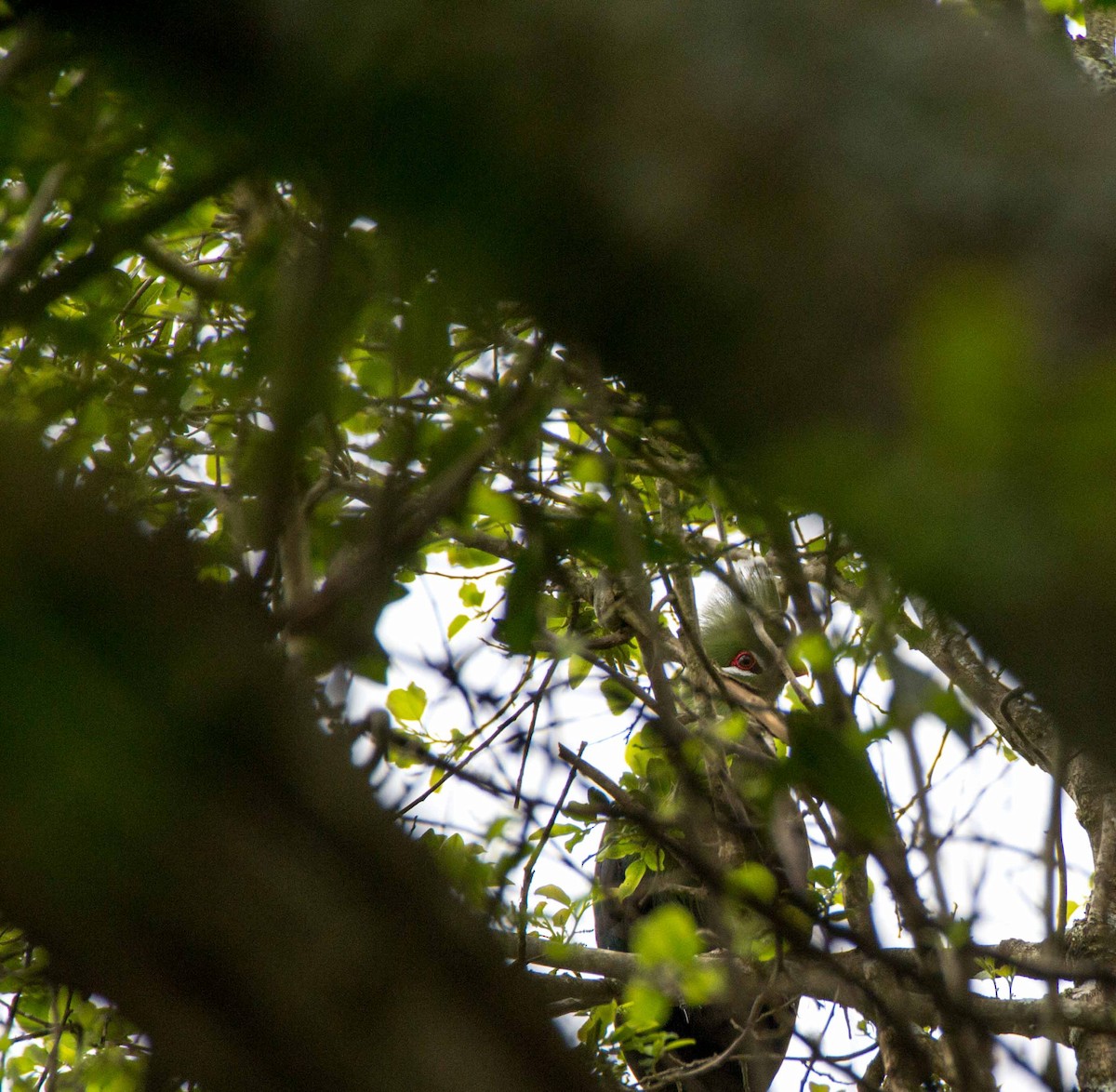 Helmturako - ML188868411