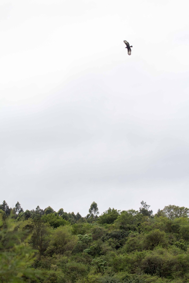 Schopfadler - ML188868421