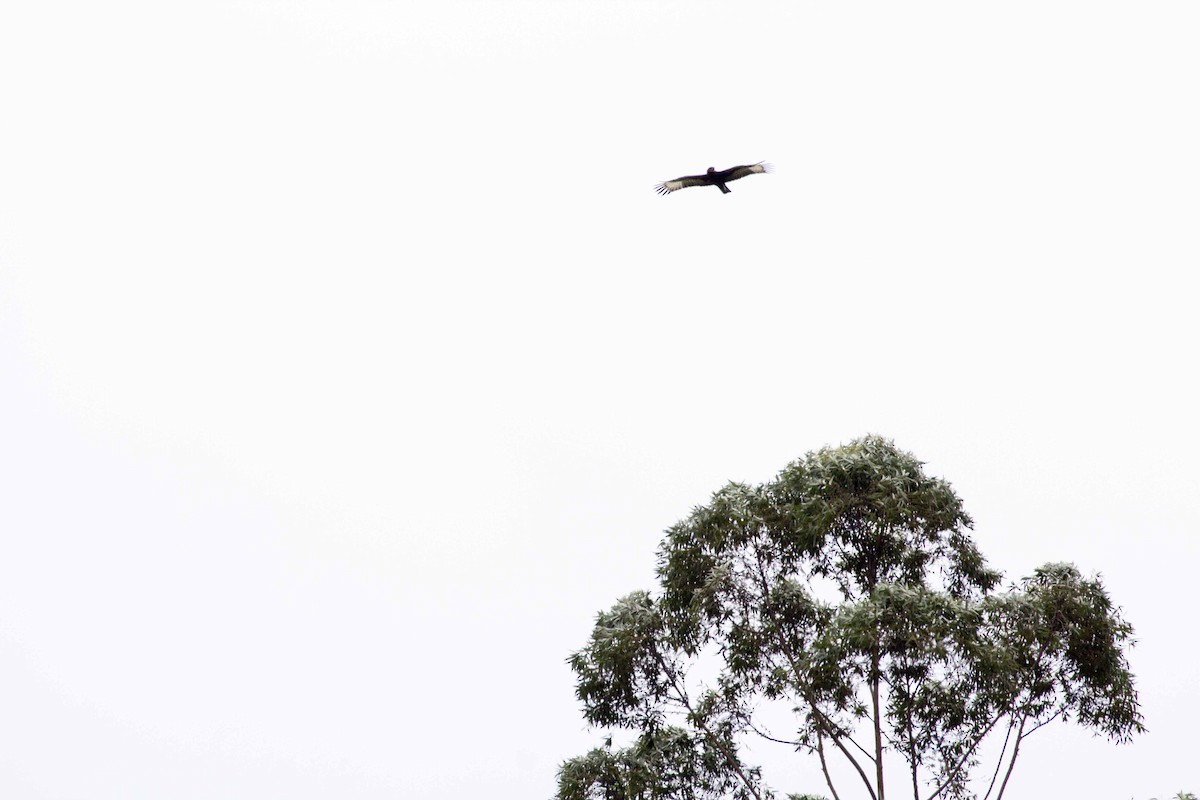 Schopfadler - ML188868441