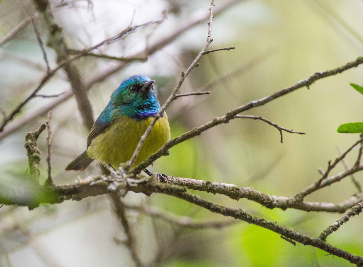 Halsband-Nektarvogel - ML188868461