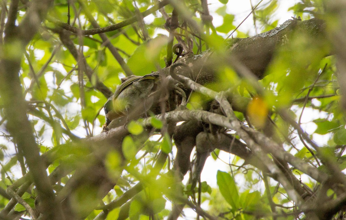 Olivwürger - ML188868481