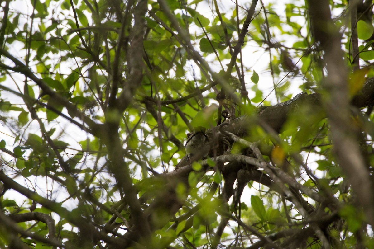 Olivwürger - ML188868491