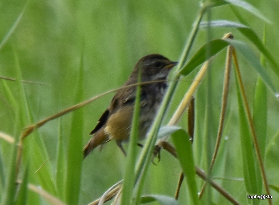 Bluethroat - ML188869841