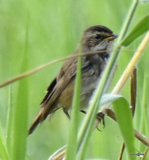 Bluethroat - ML188869851