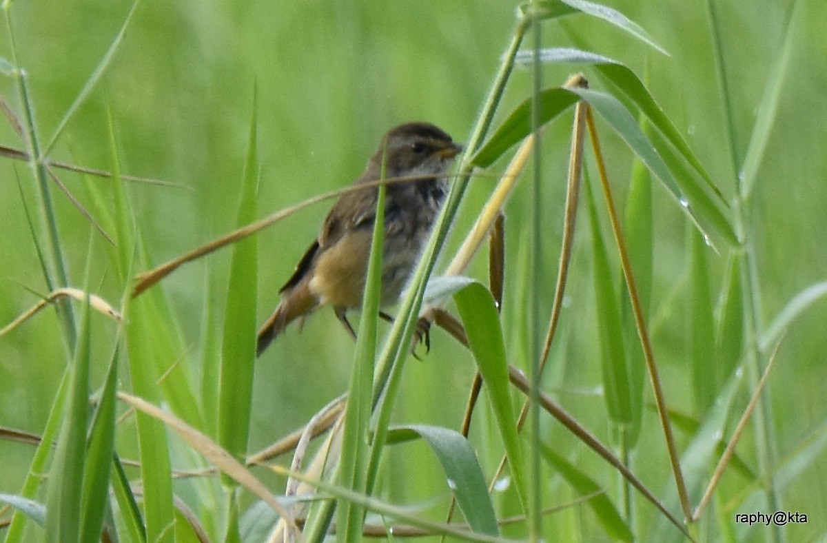 Bluethroat - ML188869861