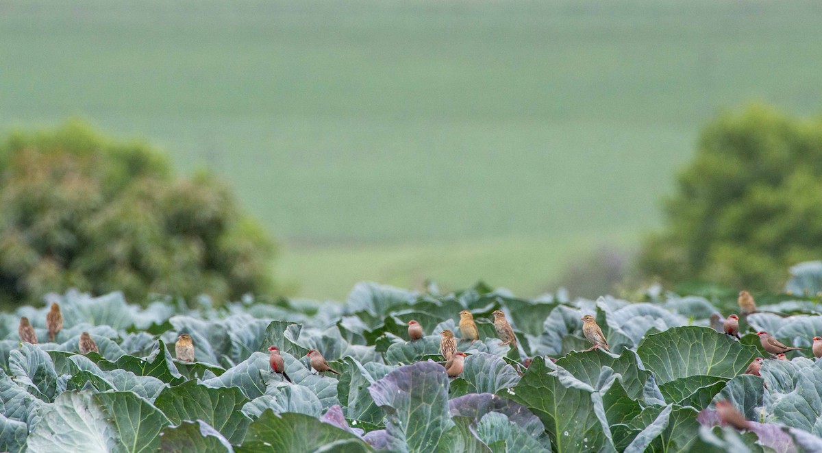 Wellenastrild - ML188869941