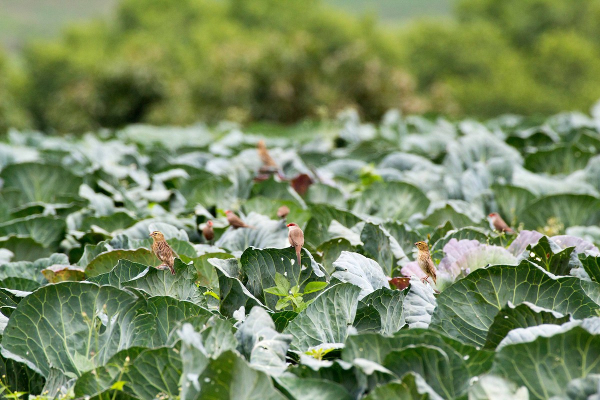 Wellenastrild - ML188869961