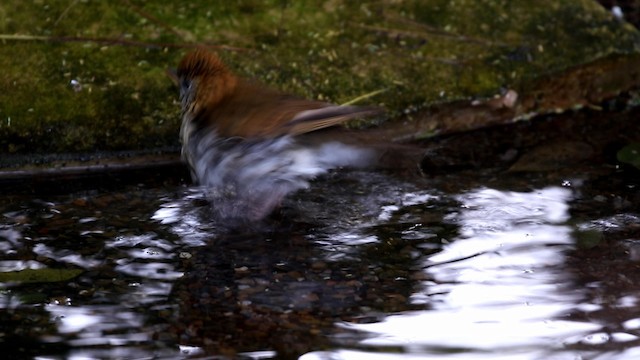Wood Thrush - ML188870241