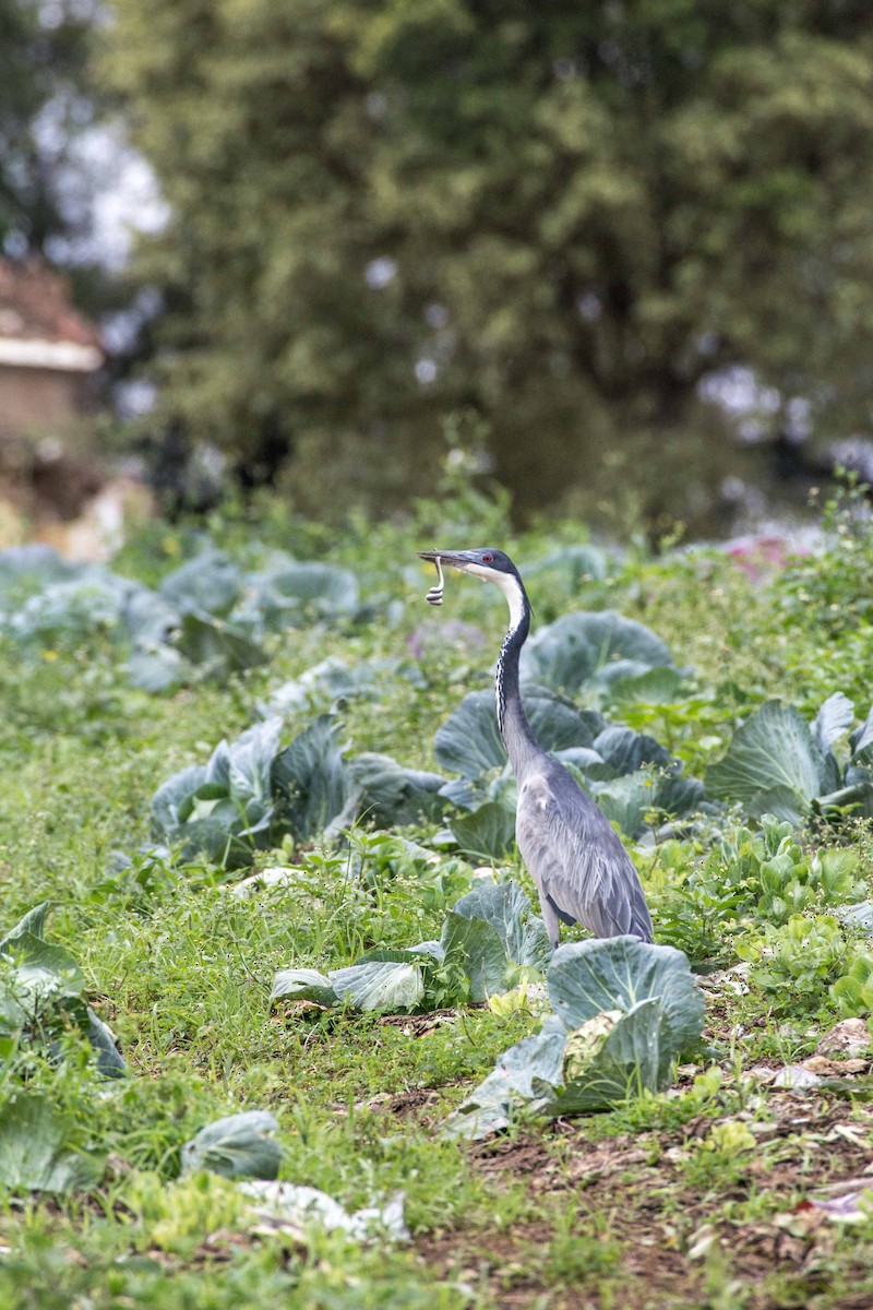 Schwarzhalsreiher - ML188870291