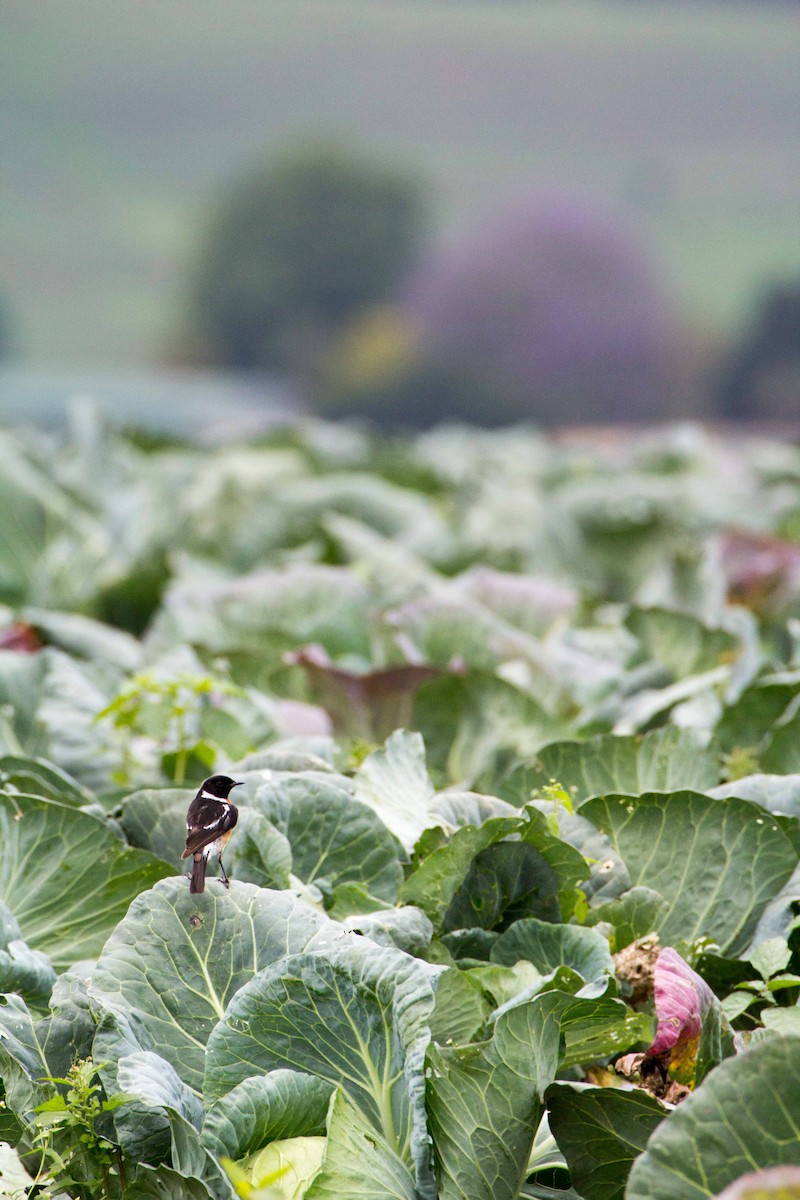 Afrikaschwarzkehlchen - ML188870541