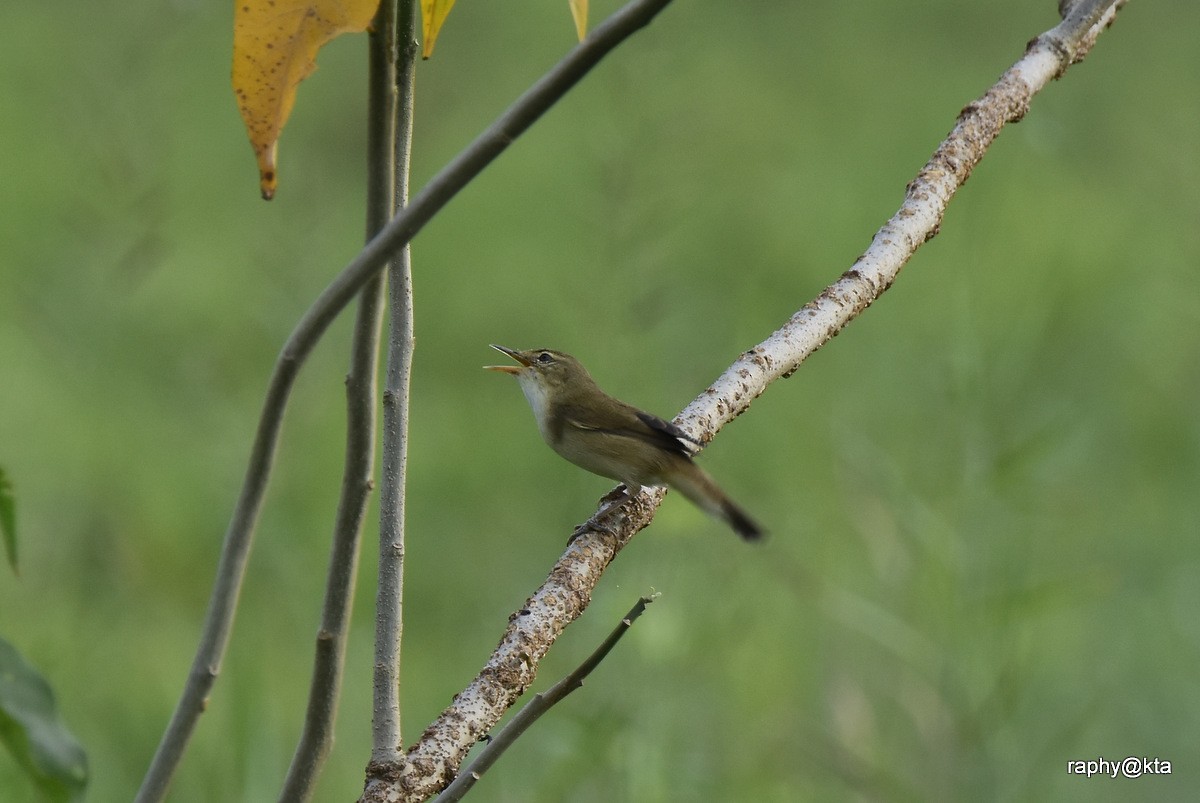 Blyth's Reed Warbler - ML188870761
