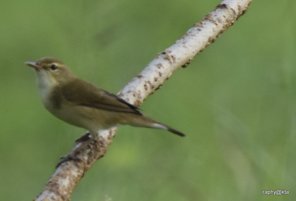 Blyth's Reed Warbler - ML188870801