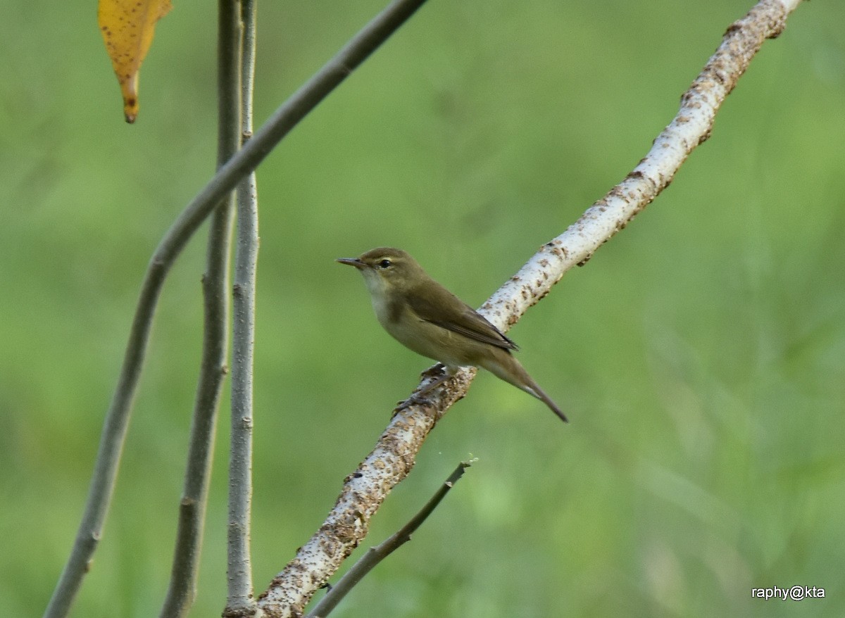 Blyth's Reed Warbler - ML188870821