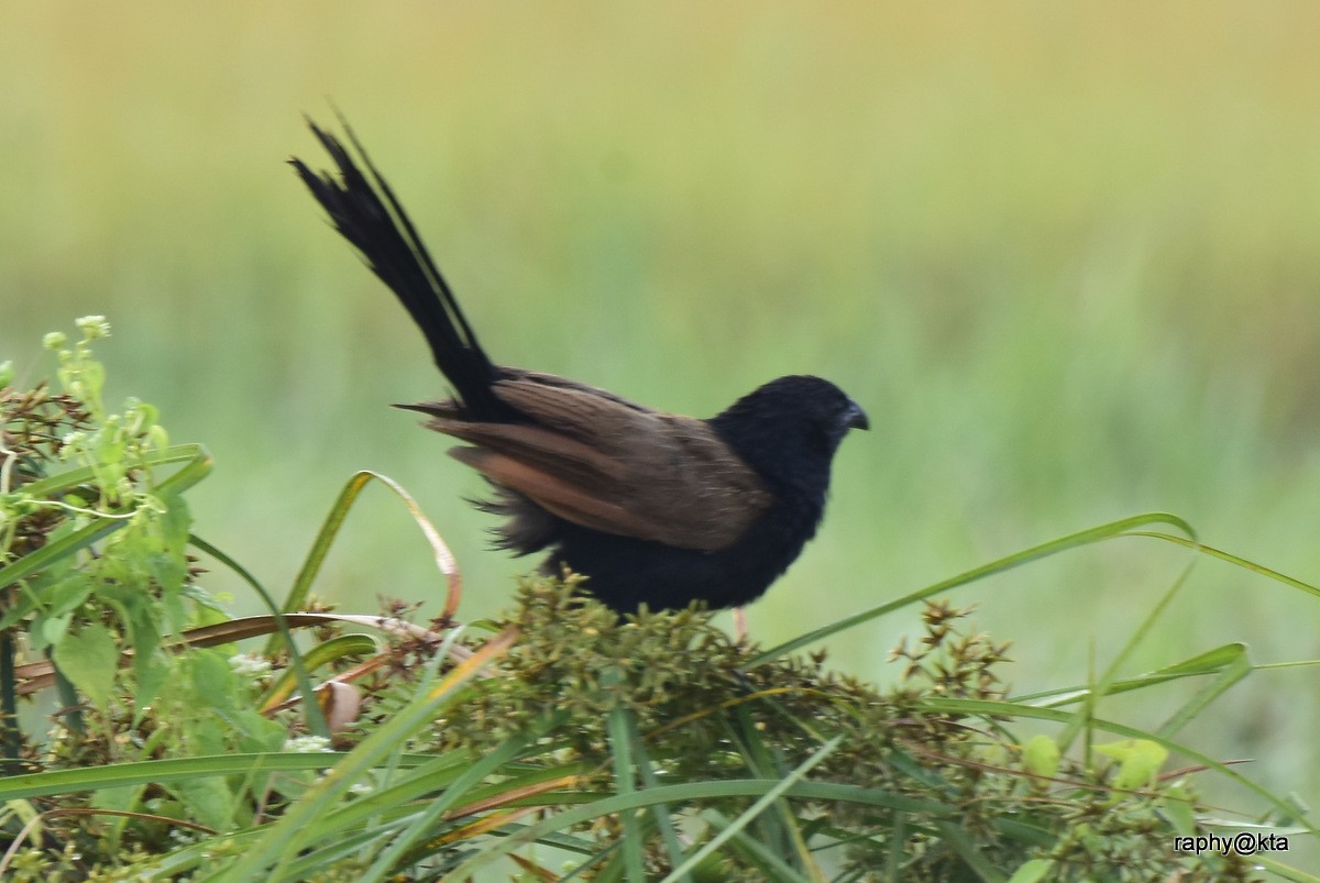 Lesser Coucal - ML188870871