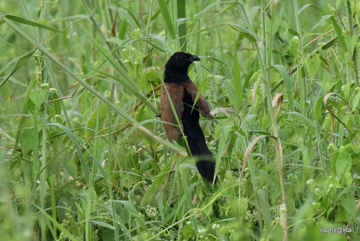 Lesser Coucal - ML188870901