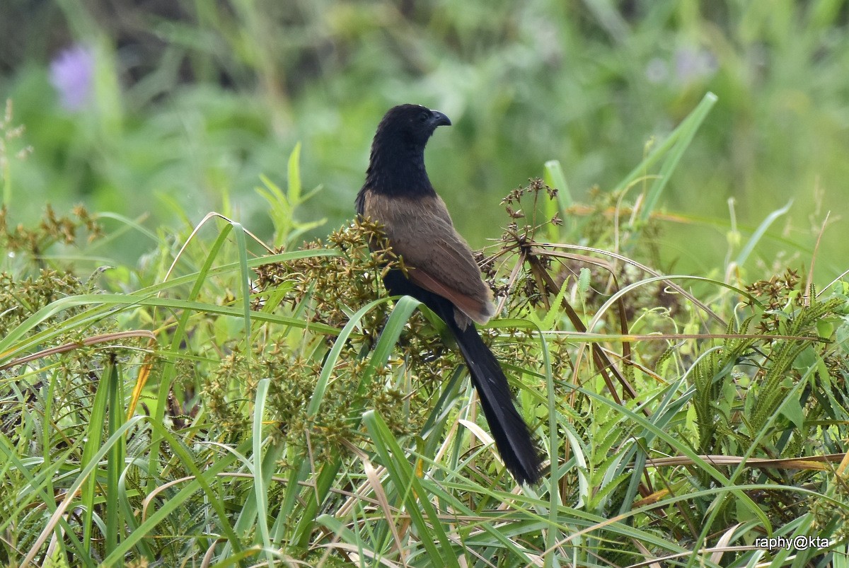 Lesser Coucal - ML188870961